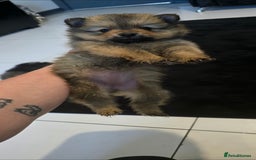 Pomeranian dogs for sale: Beautiful pomeranian pups in Houghton le Spring - Image 19