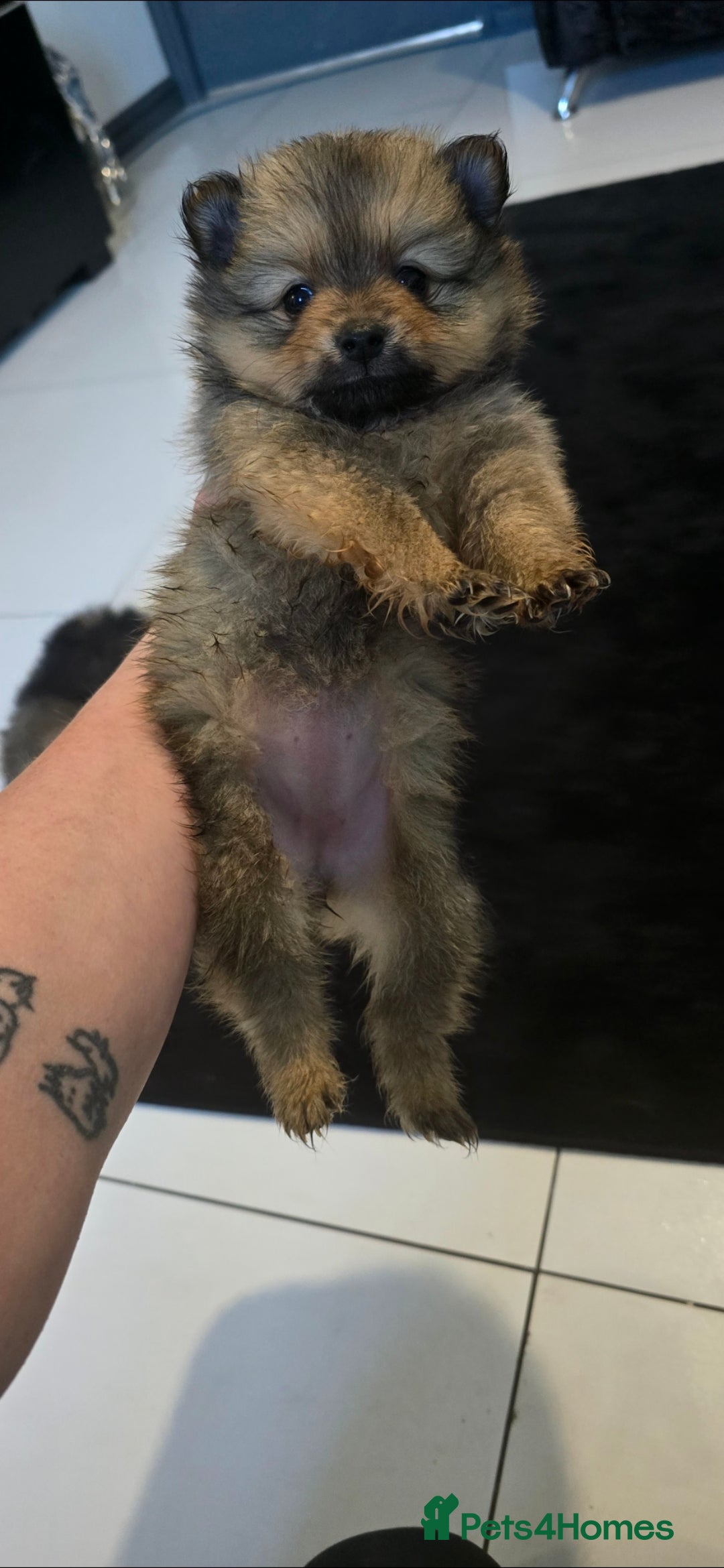 Pomeranian dogs for sale: Beautiful pomeranian pups in Houghton le Spring - Image 19
