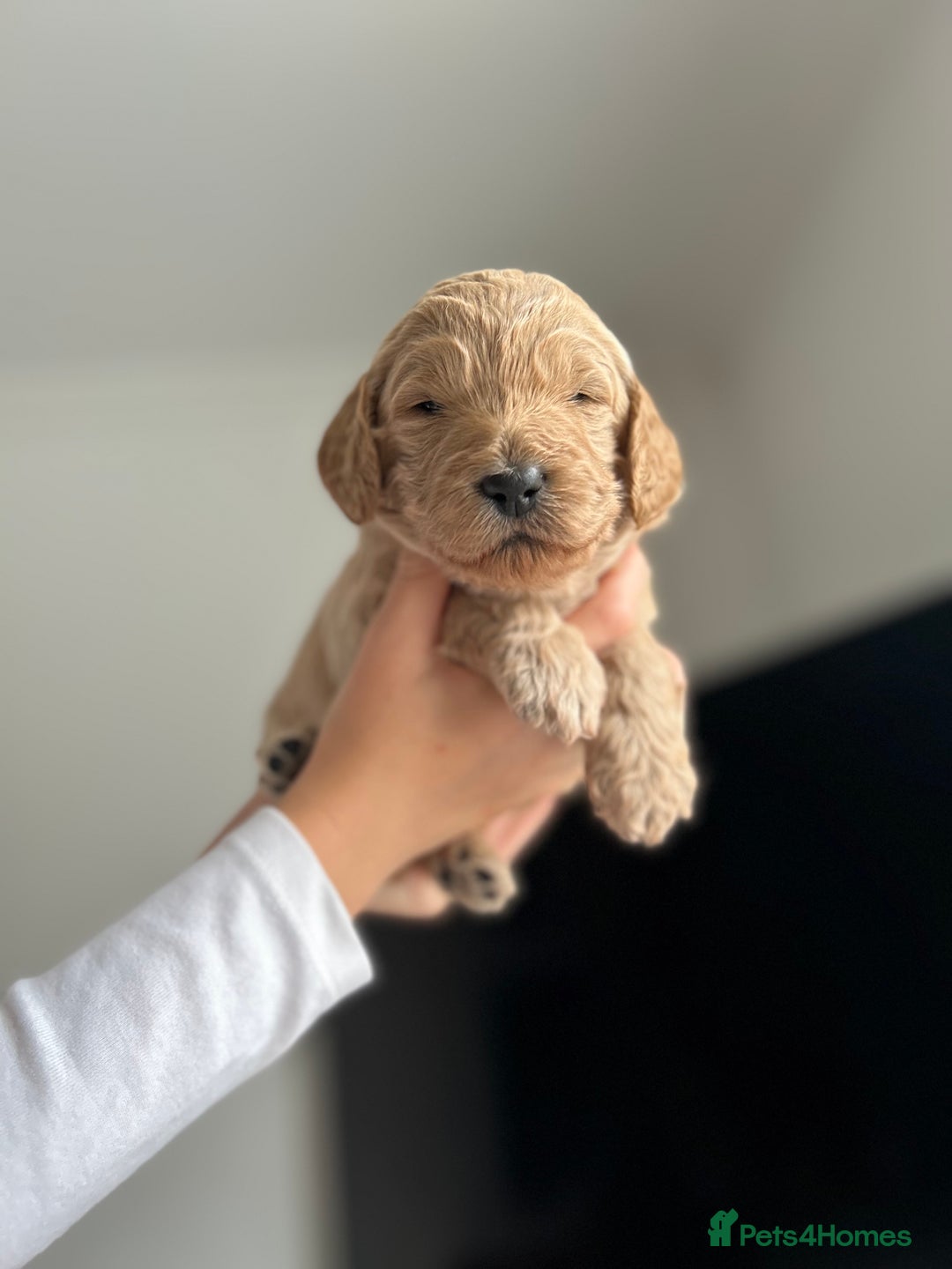 Goldendoodle dogs for sale: 🌟F1B Standard Goldendoodle Puppies in Merthyr Tydfil - Image 14