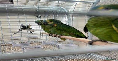 Parrots birds - Advert 5