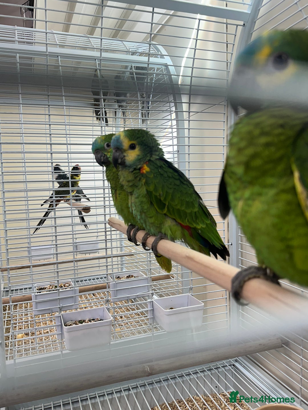 Parrots birds for sale: Hand Reared Blue Fronted Amazons - Image 3