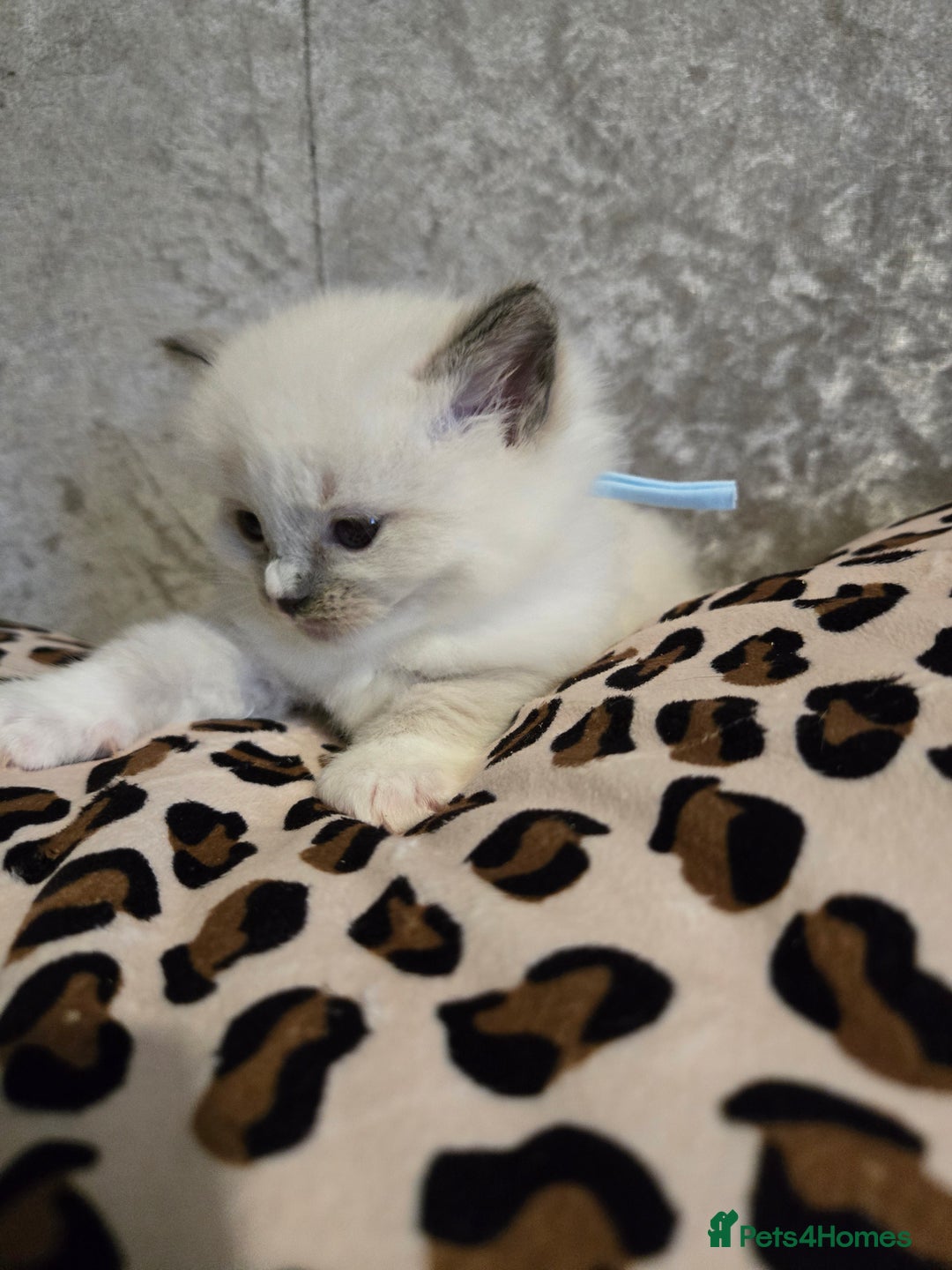 Ragdoll cats for sale: Mitted blue-point pure Ragdoll - Image 7