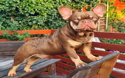 French Bulldog dogs for stud: 🐾⭐️New Shade Rojo tan RFG 0, 6 panel clear⭐️🐾 in Birmingham - Image 7