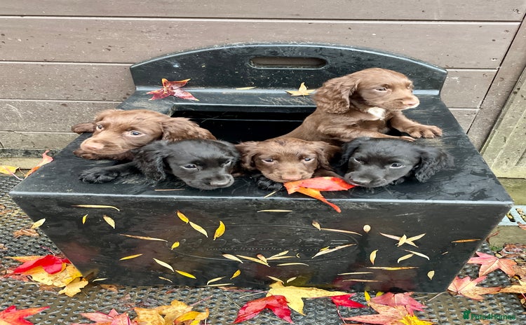 Cocker Spaniel dogs Ready Now - Wonderful Cocker Spaniels - Advert 3