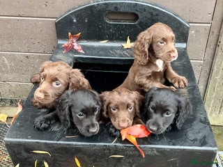 Cocker Spaniel dogs for sale: Ready Now - Wonderful Cocker Spaniels - Advert 1