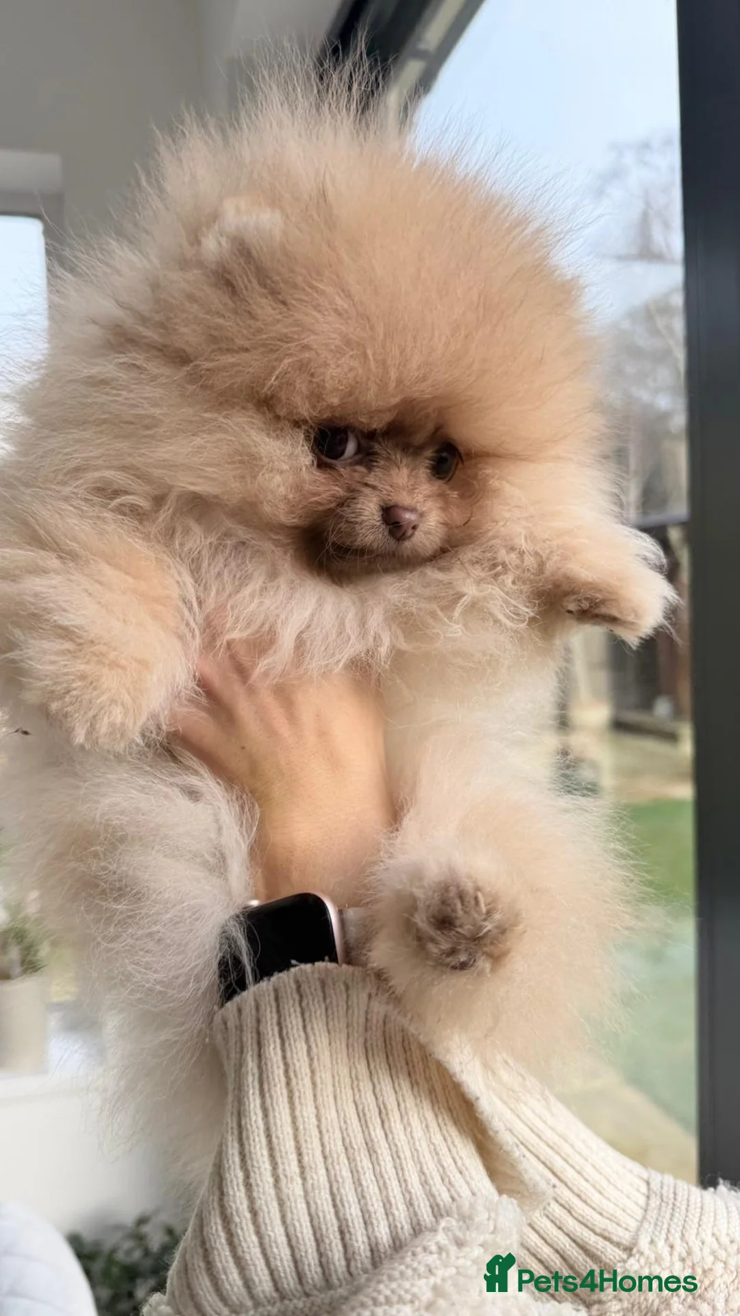 Pomeranian dogs for sale: Stunning Pom Girl for sale - Advert 5
