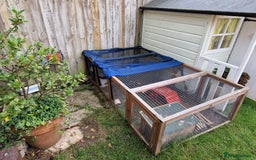 Mini Lop rabbits for sale: Mini lops for sale  - Image 11