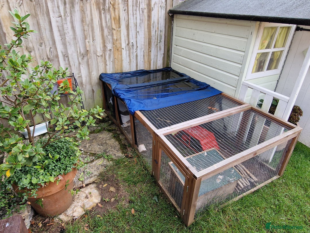Mini Lop rabbits for sale: Mini lops for sale  - Image 11