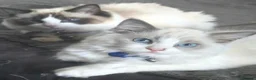 Ragdoll cats for sale: 2 ragdolls  - Advert 2
