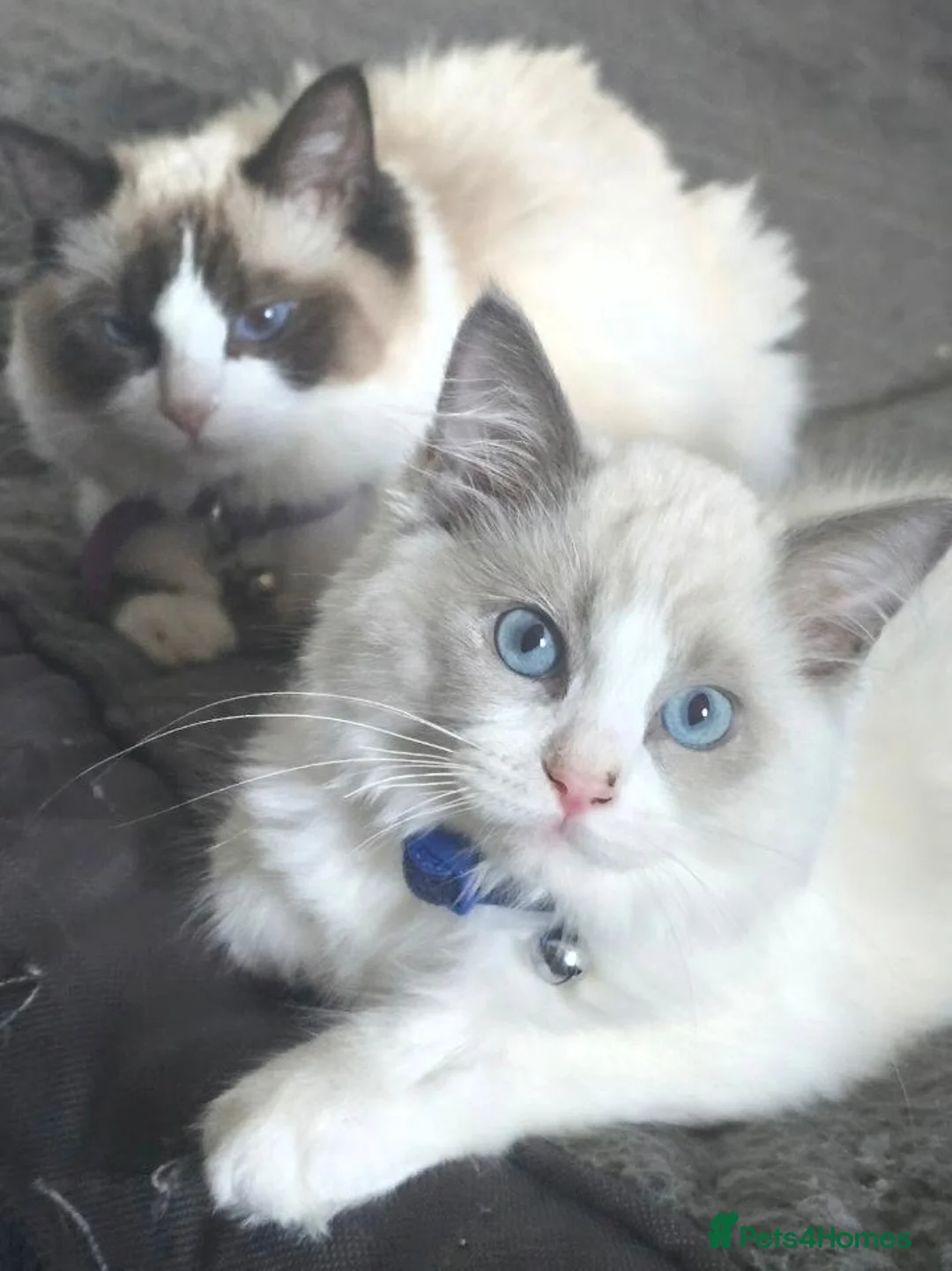 Ragdoll cats for sale: 2 ragdolls  - Advert 2
