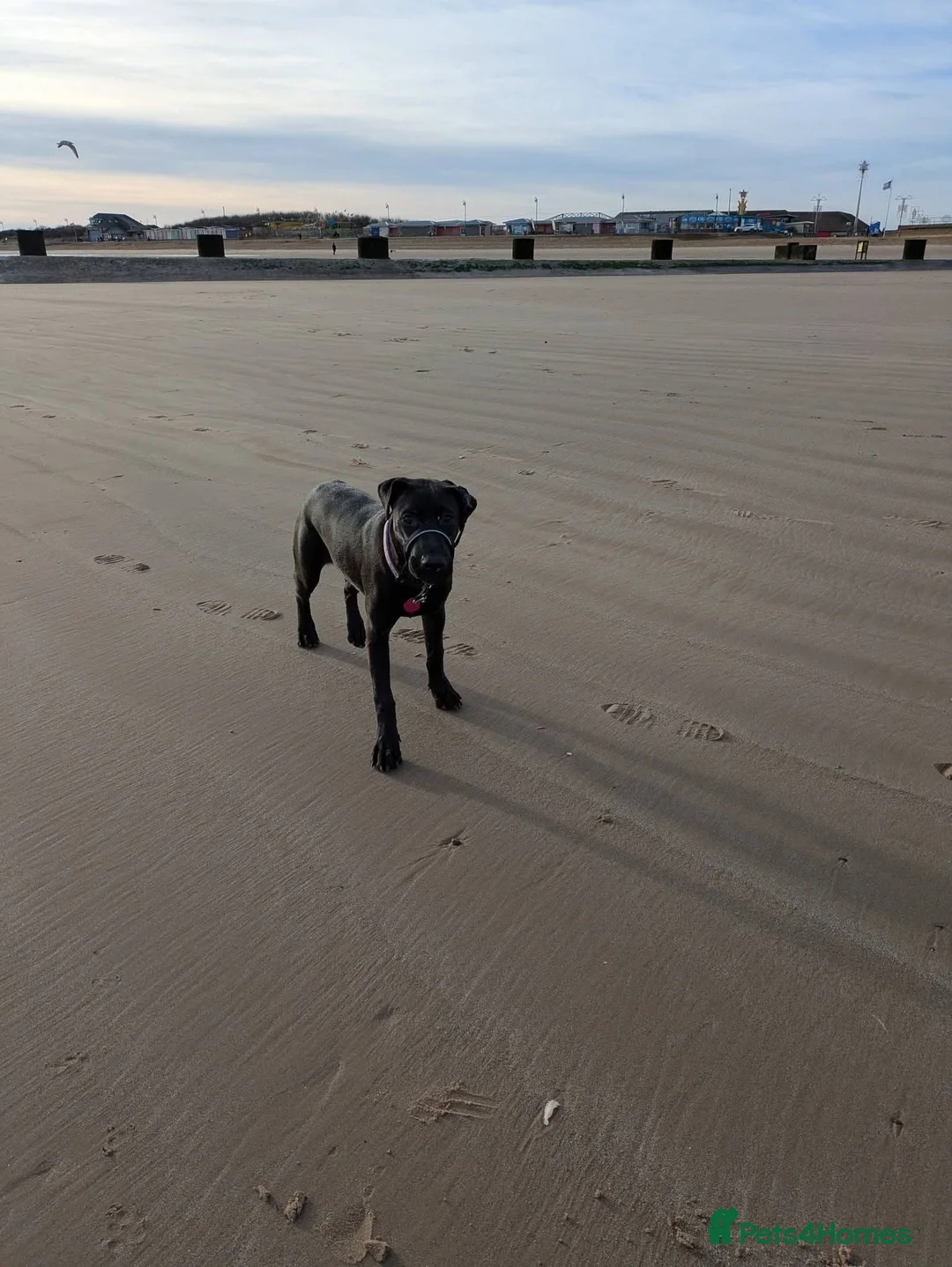 Mixed Breed dogs for sale: 7 month old dobermann x American bulldog  - Advert 5