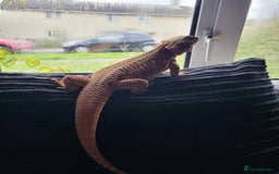 Bearded Dragon reptiles for sale: Red Bearded Dragon needs a new home - Image 8