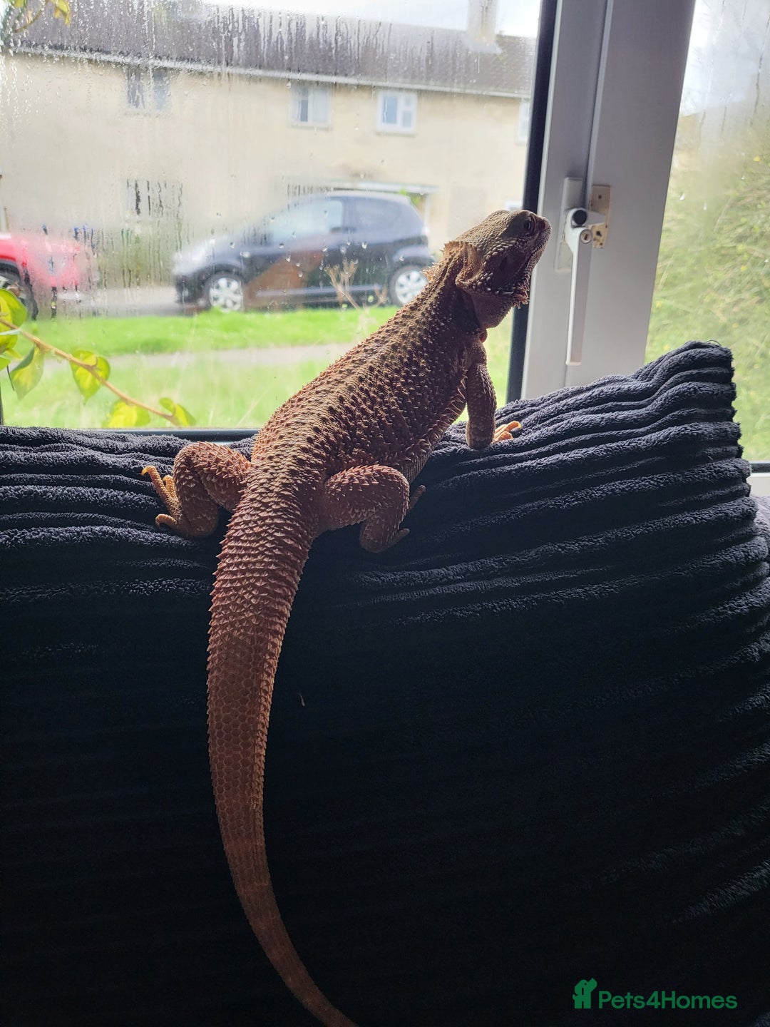 Bearded Dragon reptiles for sale: Red Bearded Dragon needs a new home - Image 8
