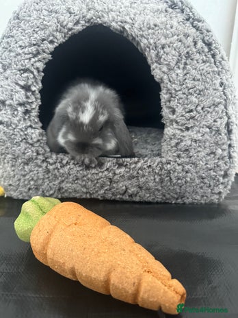 Mini Lop rabbits - Advert 1