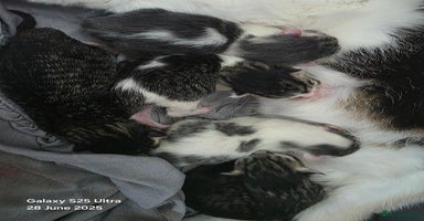 Mixed Breed cats - Advert 13