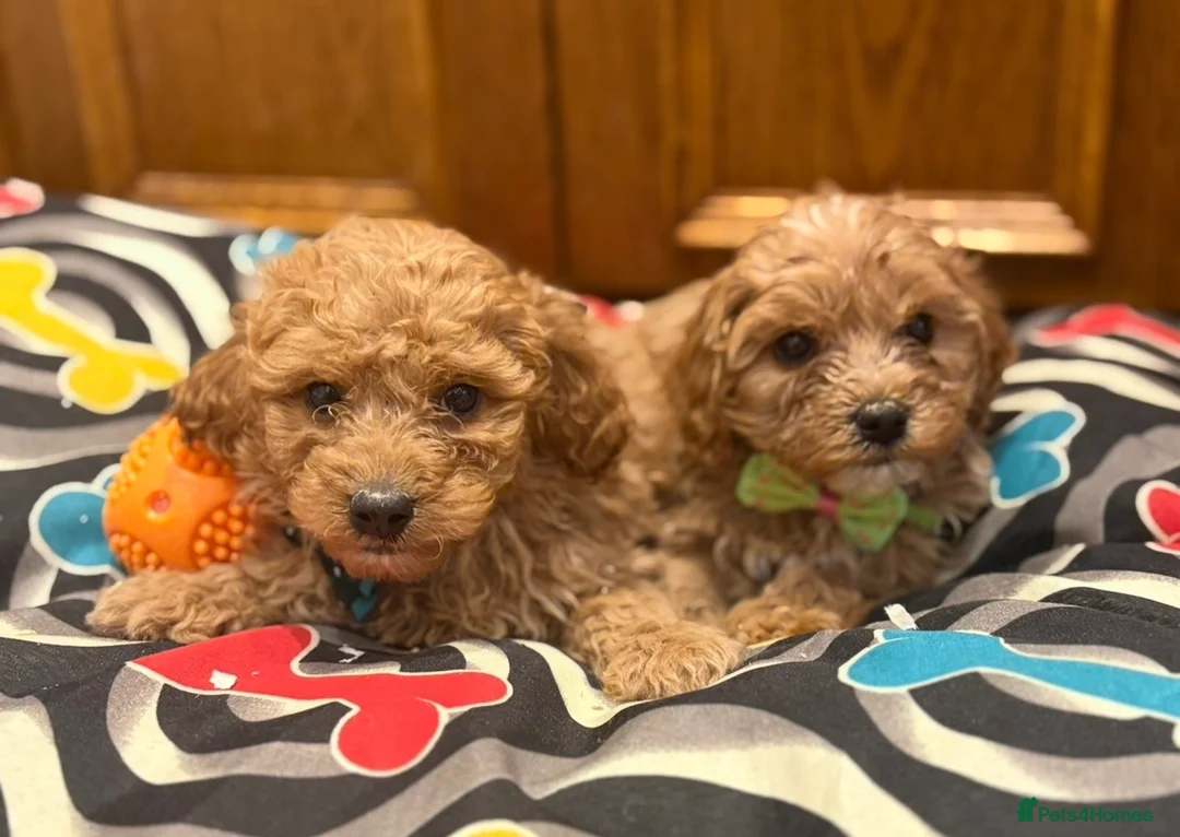 Cavapoo dogs for sale: Beautiful red Cavapoo pups exquisite health lines - Advert 27
