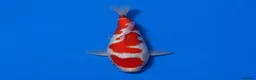 Koi Carp fish for sale: Japanese Koi - Top Quality - Advert 31