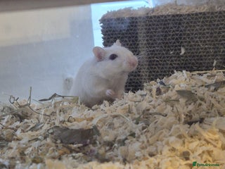 Gerbil rodents TWO BABY FEMALE GERBILS AND SETUP - Advert 5