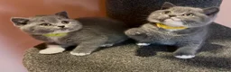 British Shorthair cats for sale: Stunning BSH kittens for sale!! - Advert 7