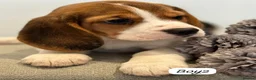 Beagle dogs for sale: ** Full pedigree beautiful beagles ** - Advert 18