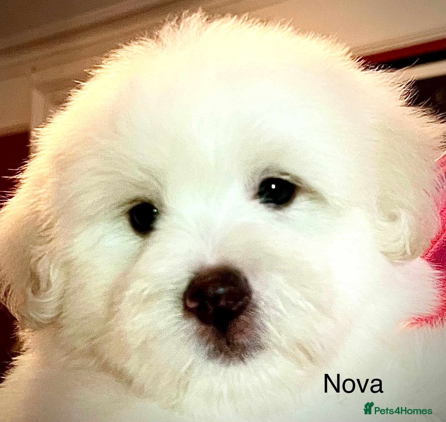 Coton De Tulear dogs KC reg Coton de Tulear parents DNA health tested  - Advert 13