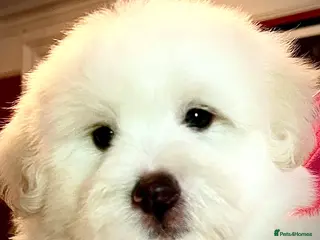 Coton De Tulear dogs KC reg Coton de Tulear parents DNA health tested - Advert 13