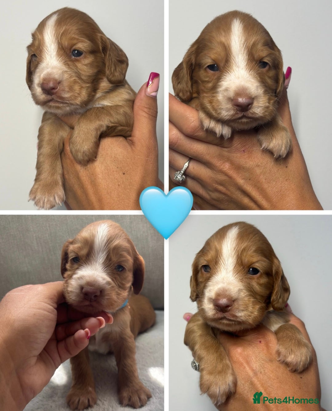 Cocker Spaniel dogs for sale: Cocker Spaniel Pups - Image 3