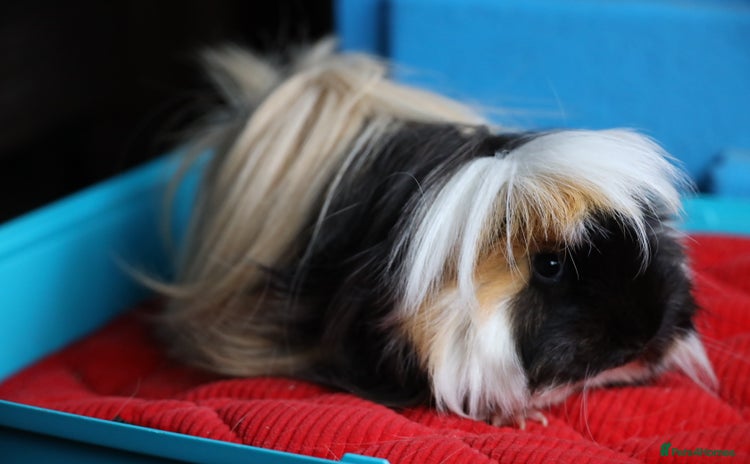 Guinea Pig rodents - Advert 8