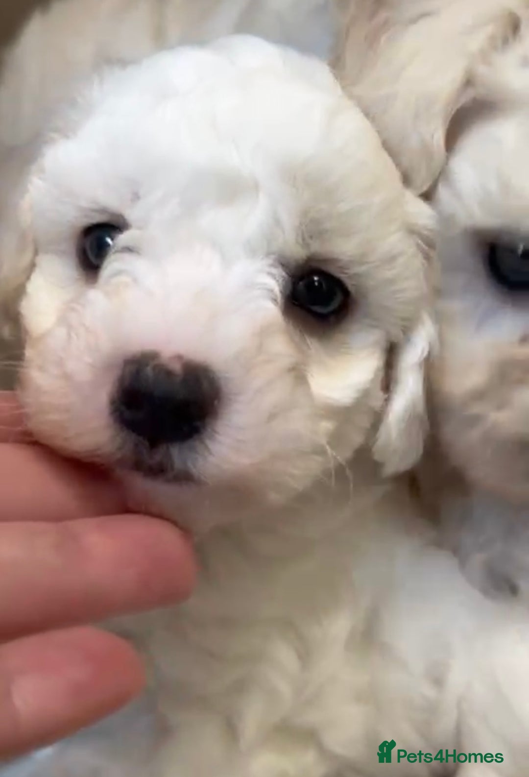 Maltipoo dogs for sale: Fully dna tested Maltipoos  - Image 20