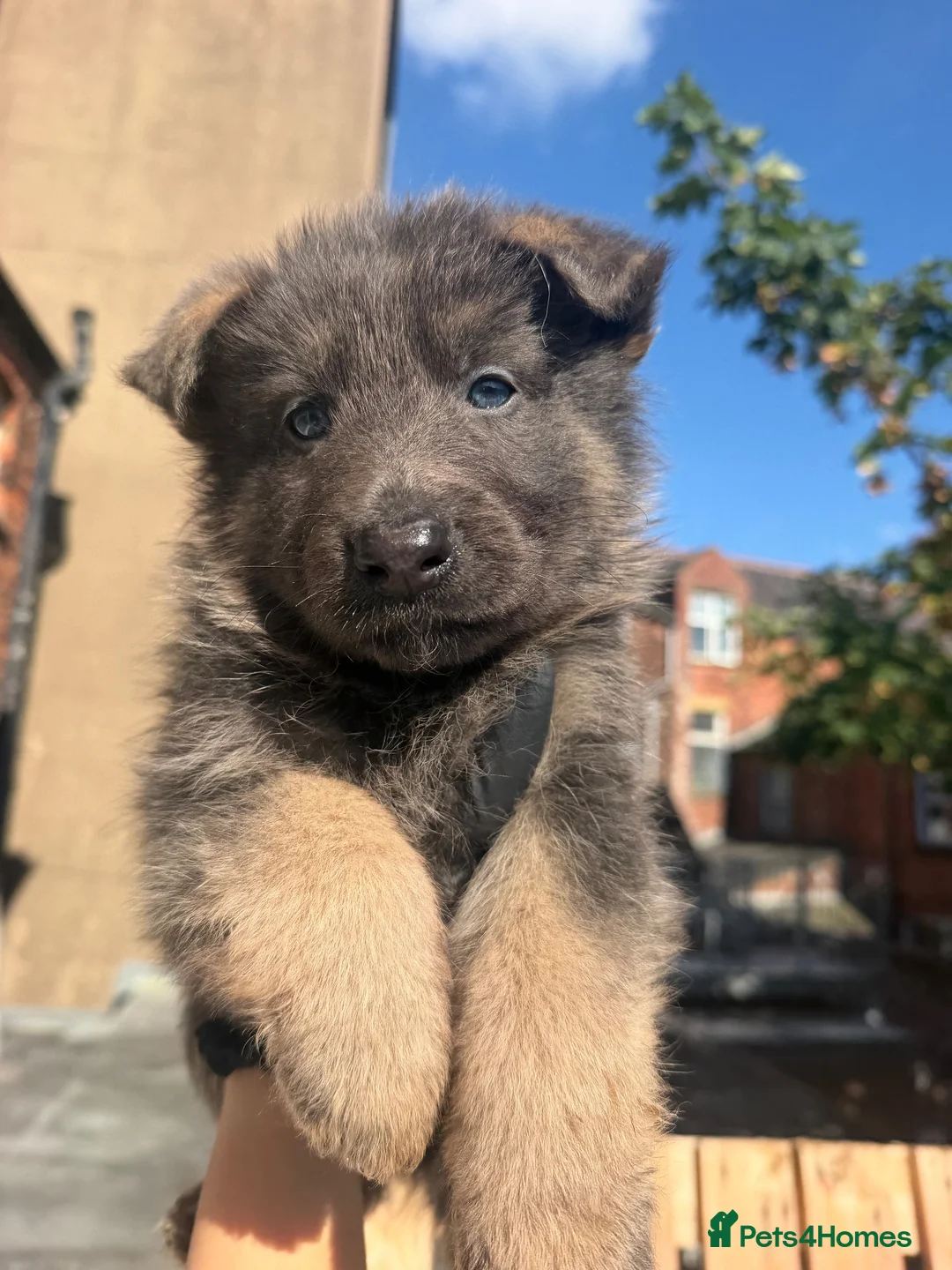 German Shepherd dogs for sale: GSD pups reserve yours now . in Lytham Saint Annes - Advert 2