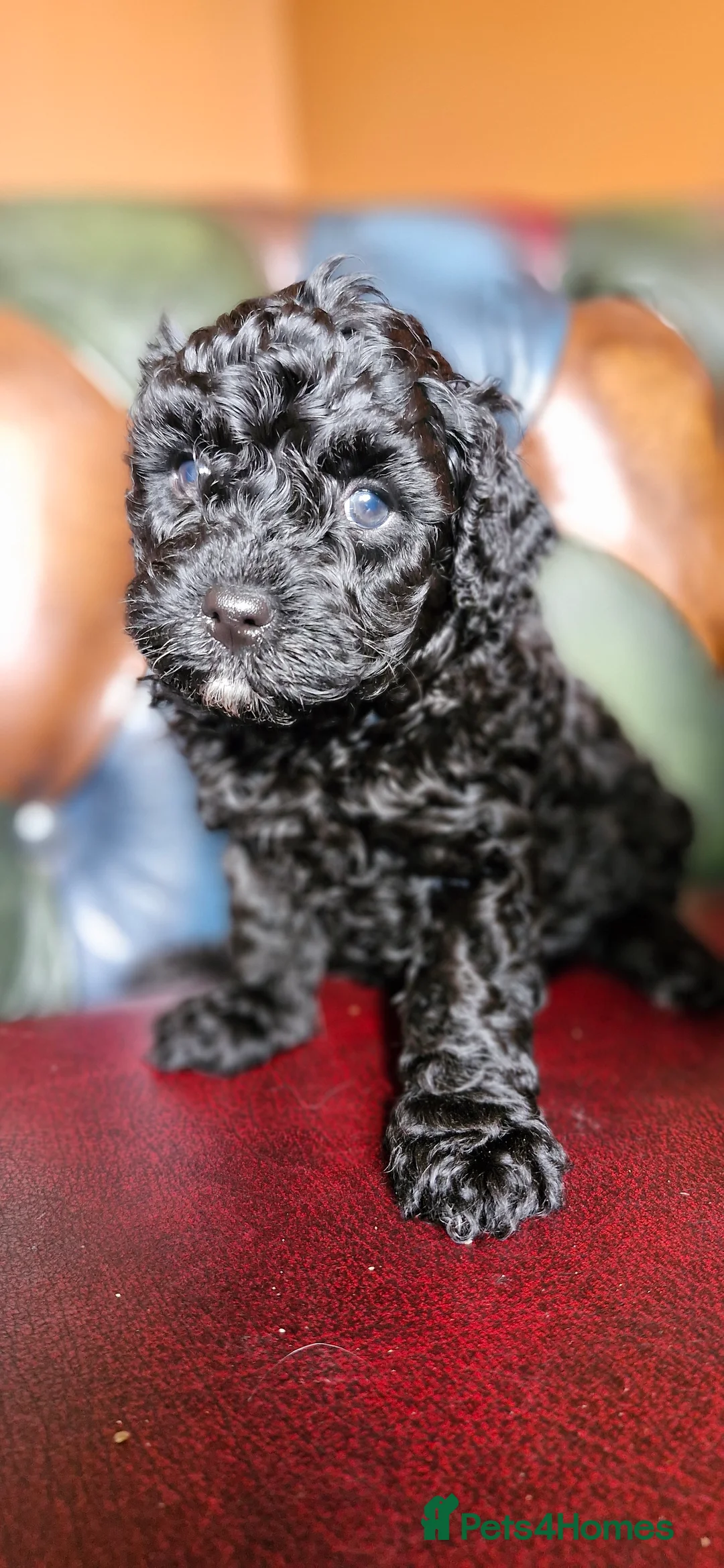 Cavapoo dogs for sale: Gorgeous f1bb Cavapoo pups. Health tested parents  - Advert 12
