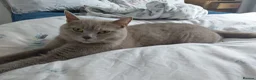 Mixed Breed cats for sale: Ragdoll mix kittens - Advert 1