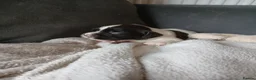 English Springer Spaniel dogs for sale: Springer spaniel - Advert 25