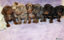Miniature Dachshund dogs for sale: Kc registered miniature Dachshund puppies  - Image 14