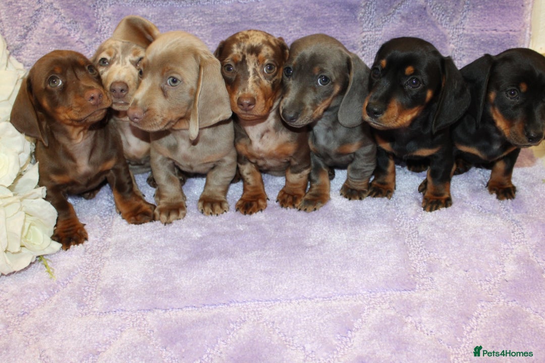 Miniature Dachshund dogs for sale: Kc registered miniature Dachshund puppies  - Image 14