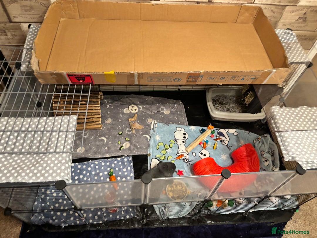 Mini Lop rabbits for sale: Mini lop male rabbit for sale  - Advert 5