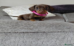 Miniature Dachshund dogs for sale: Ready now beautiful miniature dachshund pups - Image 8