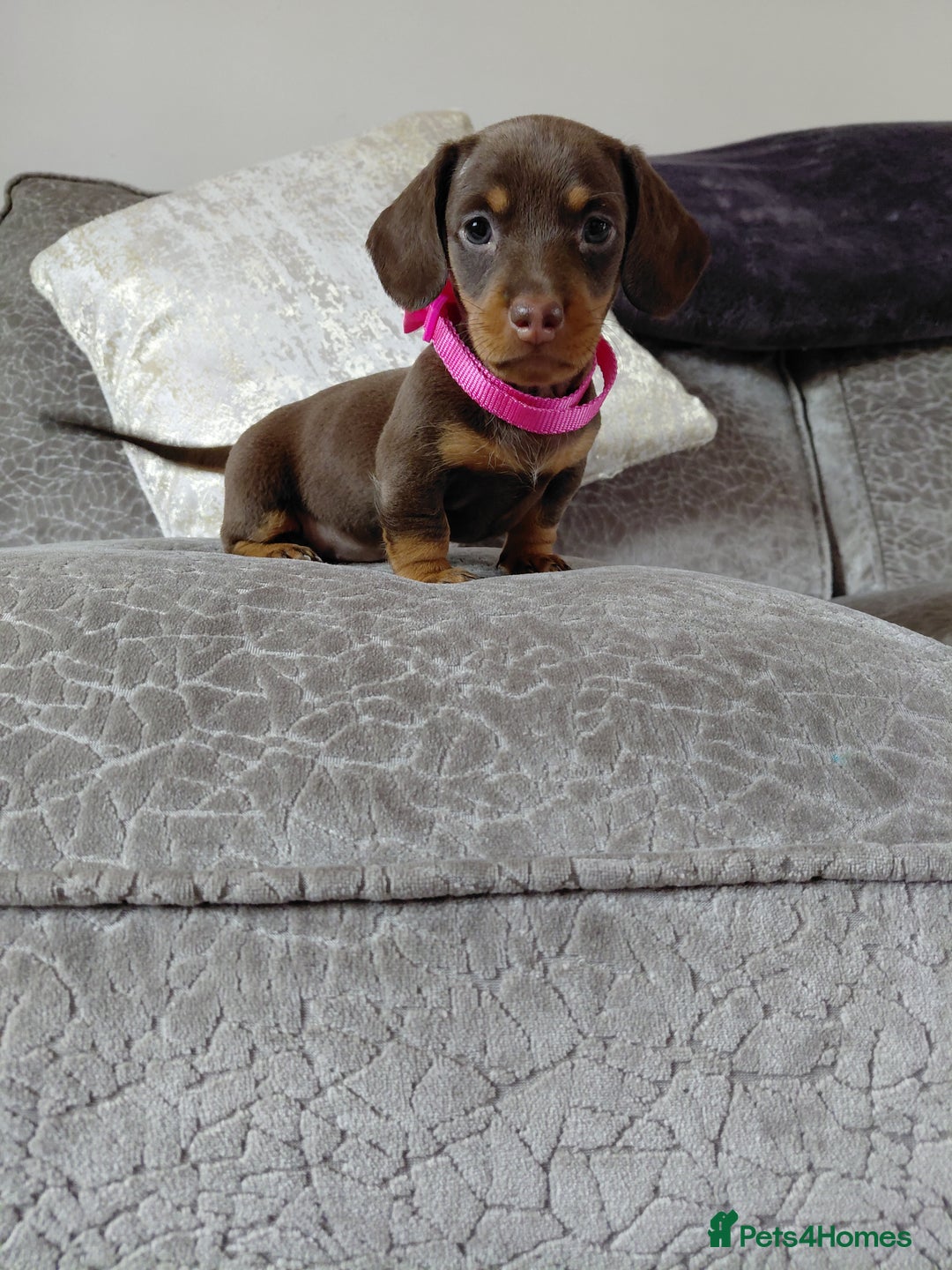 Miniature Dachshund dogs for sale: Ready now beautiful miniature dachshund pups - Image 8