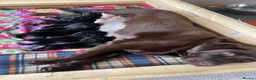 Labrador Retriever dogs for sale: KC registered black Labrador puppies  in Mansfield - Advert 18