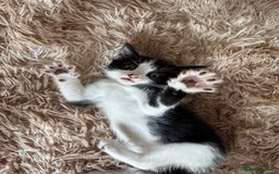 Domestic Shorthair cats for sale: Male kitten - last in the litter  - Image 2