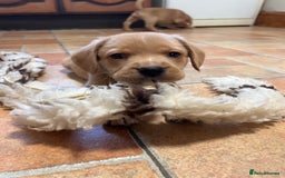 Mixed Breed dogs for sale: BEAUTIFUL GOLDEN BEAGADOR PUPPIES! - Advert 20
