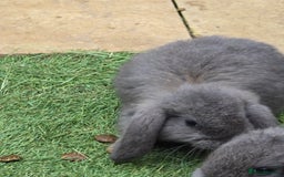 Continental Giant rabbits for sale: Giant french lops  - Image 7