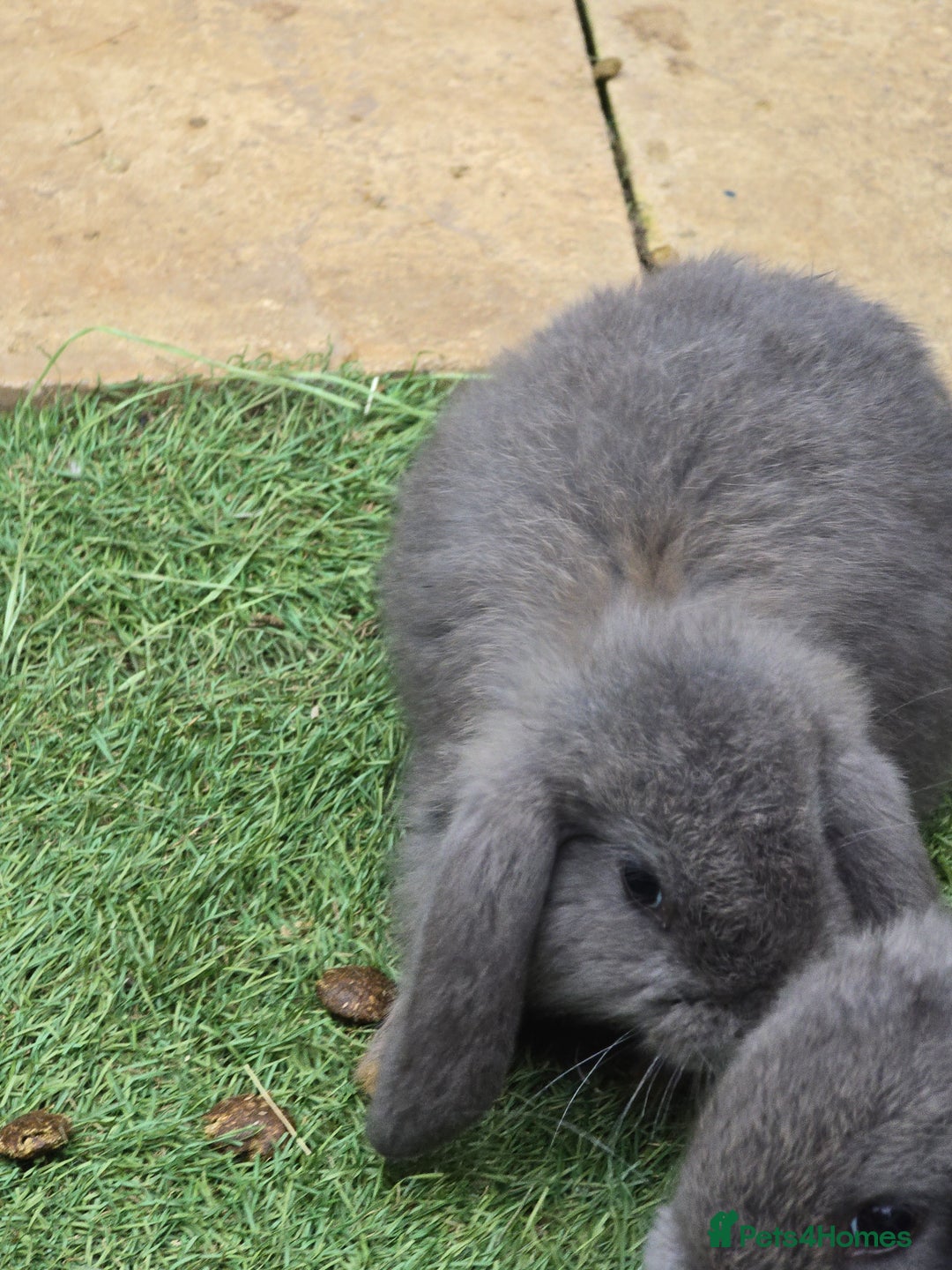 Continental Giant rabbits for sale: Giant french lops  - Image 7