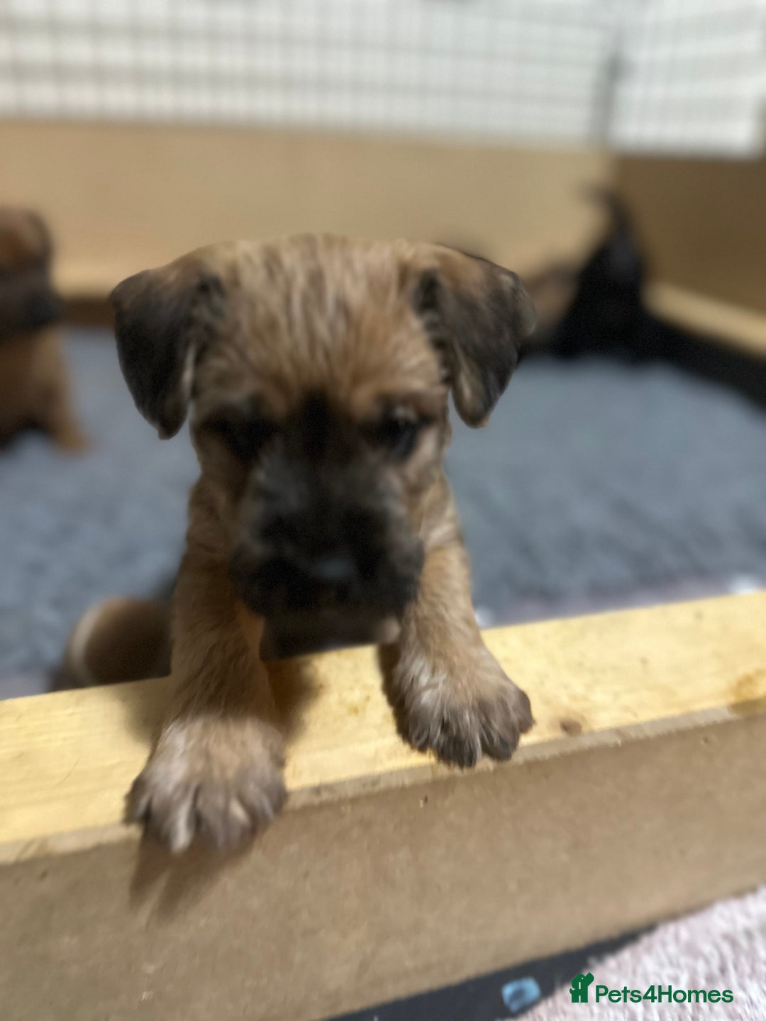 Patterdale Terrier dogs for sale: 5 Gorgeous Patterdale Puppies  - Advert 34