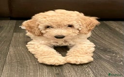 Miniature Poodle dogs for sale: LUXURY Litter of KC Registered Miniature Poodles - Image 15