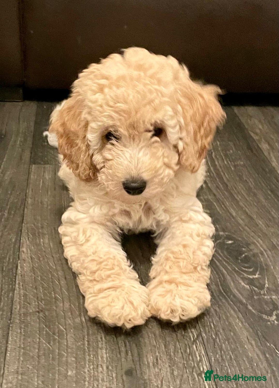 Miniature Poodle dogs for sale: LUXURY Litter of KC Registered Miniature Poodles - Image 15