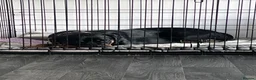 Rottweiler dogs for sale: River Rottweiler - Advert 3
