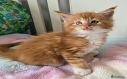 Maine Coon cats for sale: TICA registered pedigree Maincoon kittens - Image 5