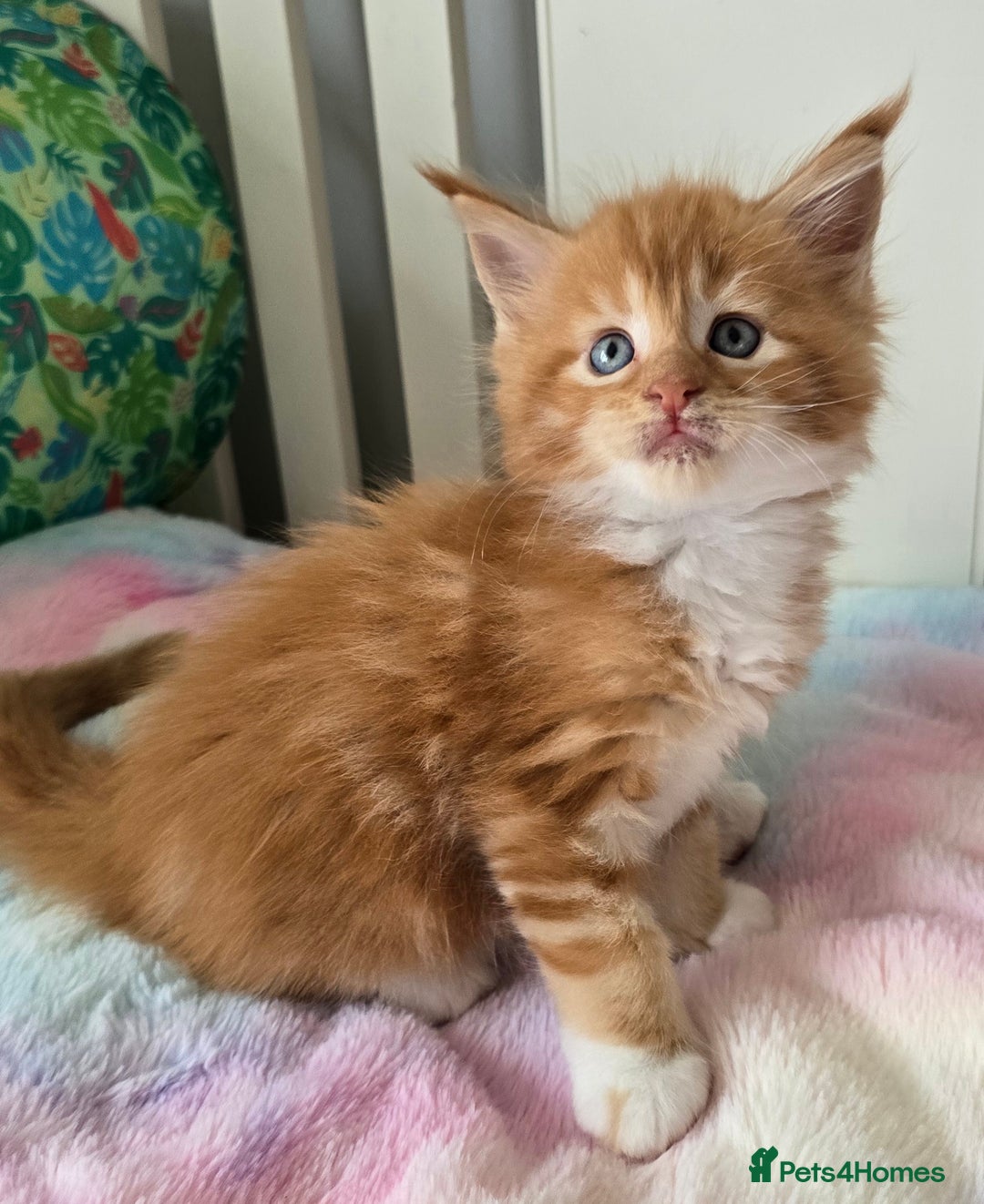 Maine Coon cats for sale: TICA registered pedigree Maincoon kittens - Image 5