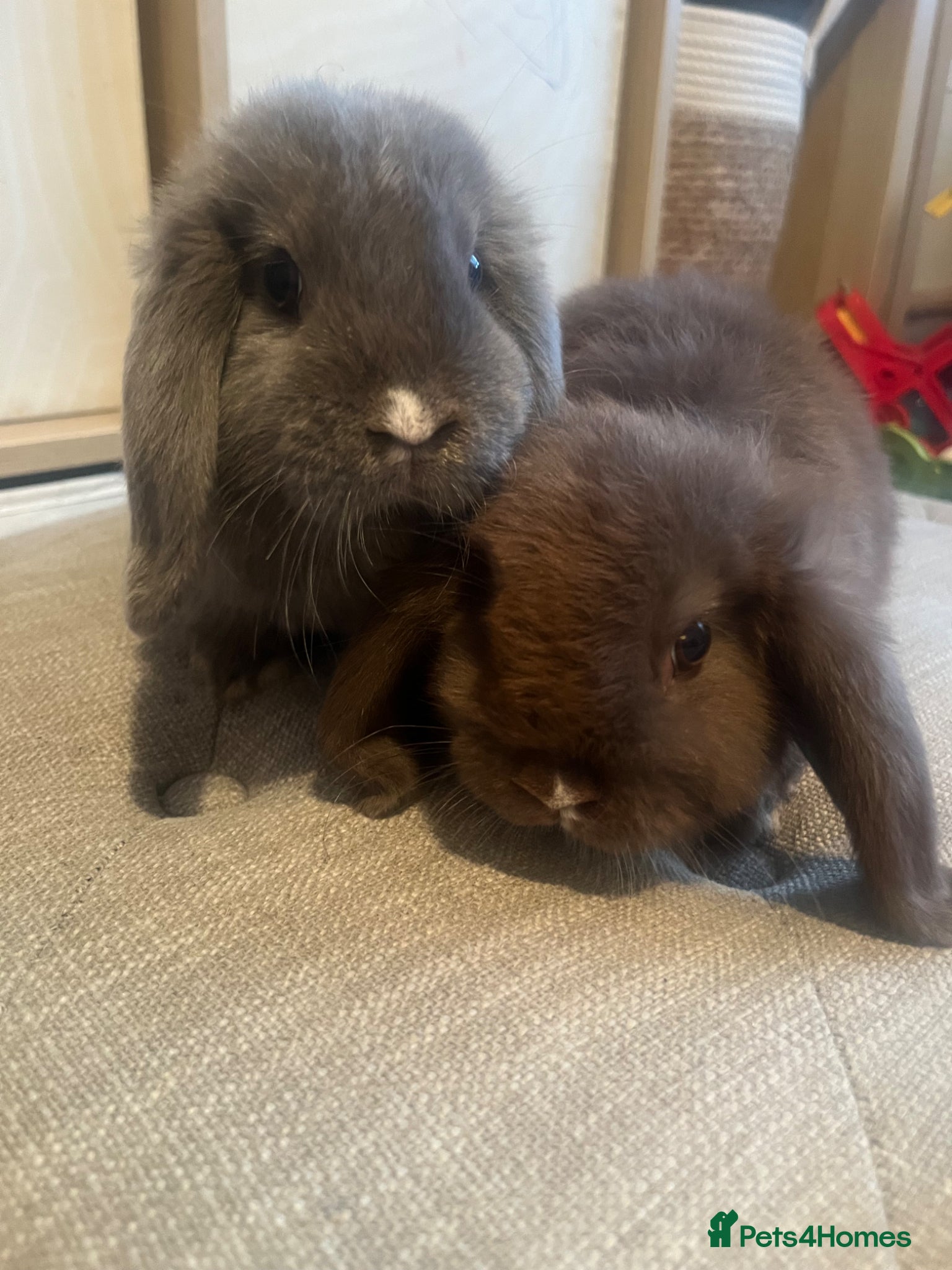 Mini Lop rabbits Mini lops needing new home - Advert 3